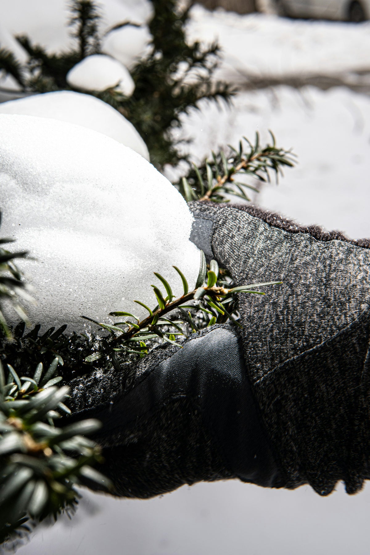 Main gantée effleurant des branches de sapin givrées en hiver